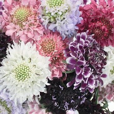 Scabiosa Grandmother's Pincushion - Renee's Garden Seeds