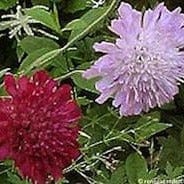 Scabiosa Grandmother's Pincushion - Renee's Garden Seeds