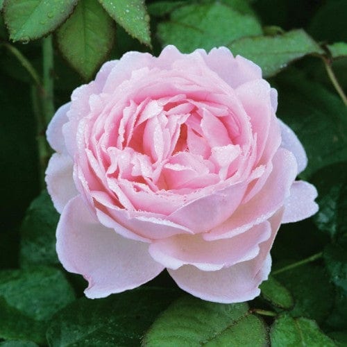 Scepter'd Isle - David Austin Rose