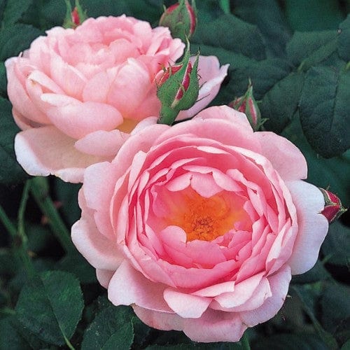 Scepter'd Isle - David Austin Rose