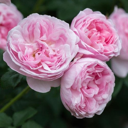 Scepter'd Isle - David Austin Rose