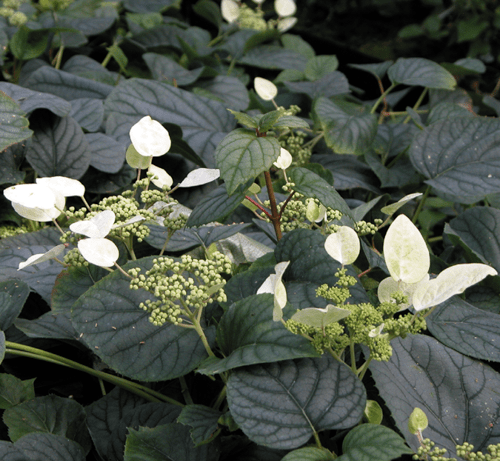 Schizophragma Moonlight Hydrangeoides