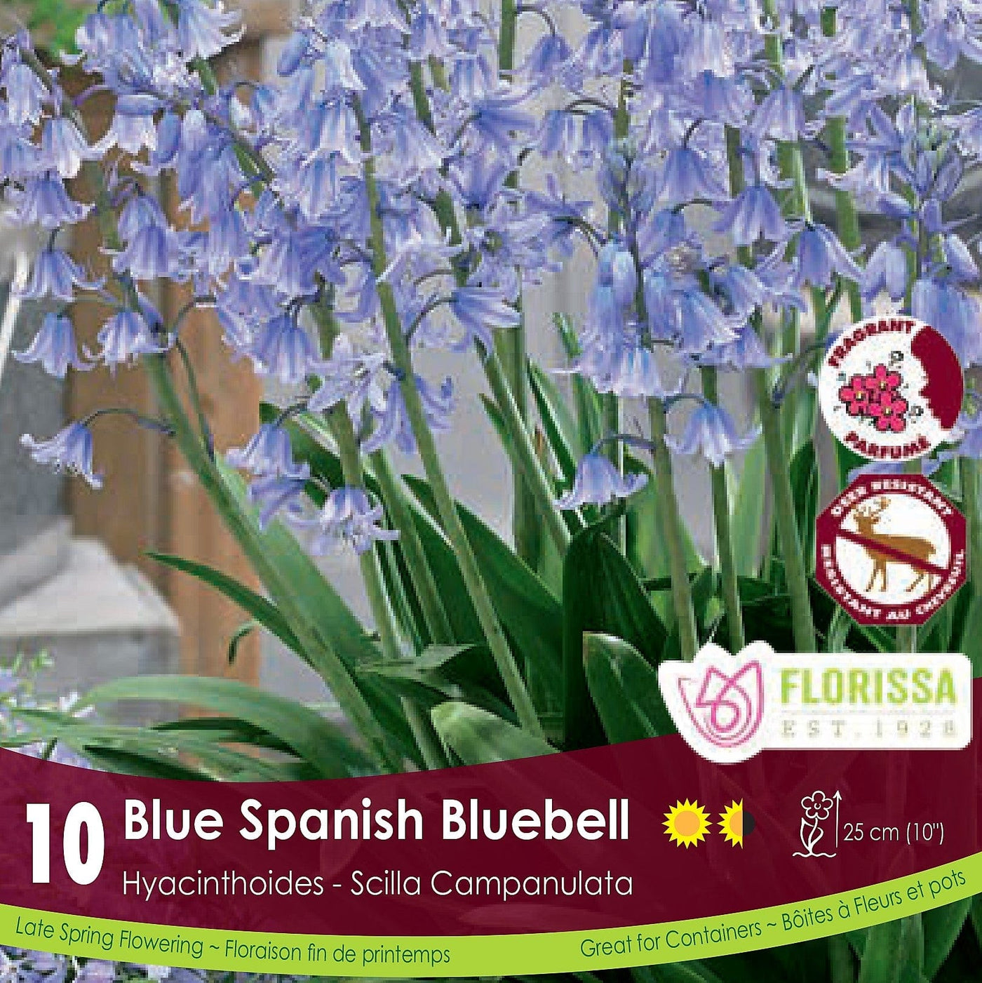 Scilla Campanulata Spanish Bluebell