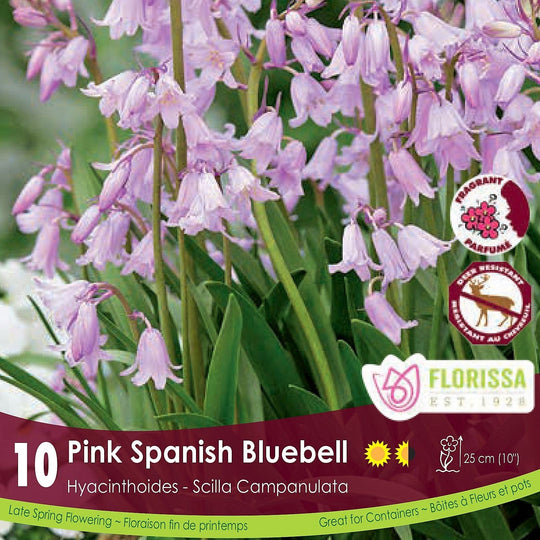 Scilla Campanulata Pink Spanish Bluebell