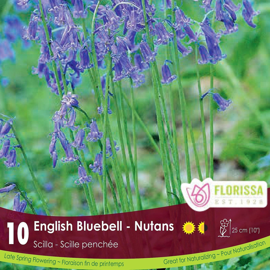 Scilla Nutans English Bluebell 