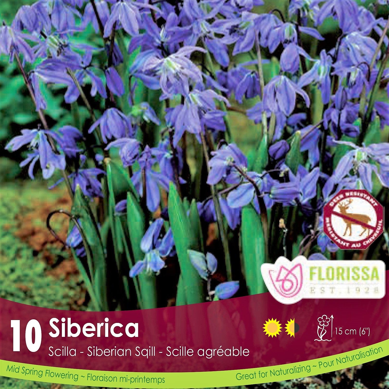 Scilla Siberica