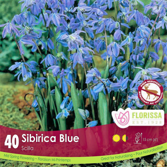 Scilla Siberica - Bonus Pack