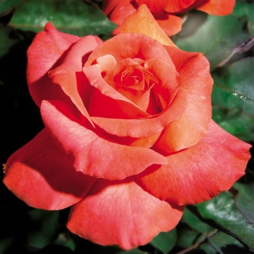 Sedona - Weeks Rose