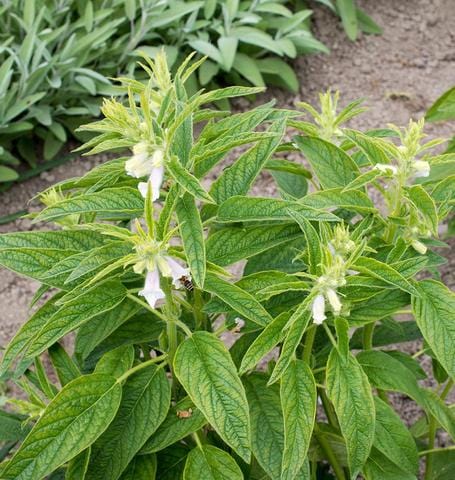 where to buy sesame seeds to plant Sesame Golden
