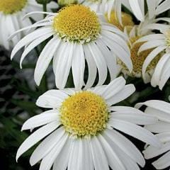 Shasta Daisy Alaska - Burpee Seeds