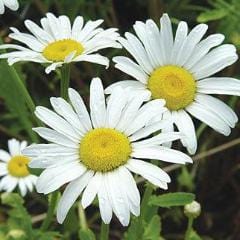 Shasta Daisy Alaska - Burpee Seeds