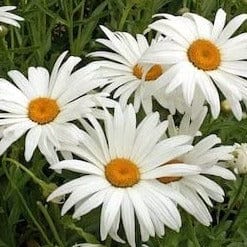 Shasta Daisy Alaska - Cornucopia Seeds