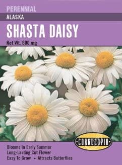 Shasta Daisy Alaska - Cornucopia Seeds