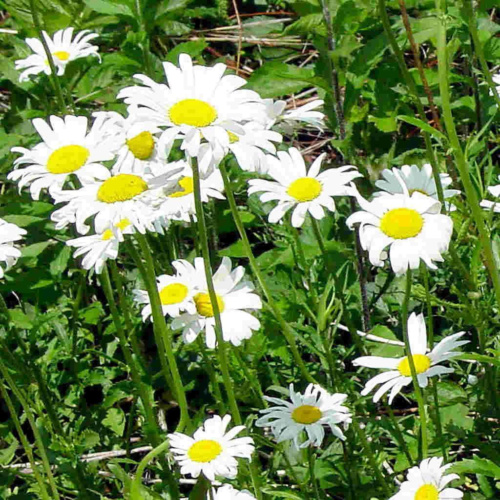 Shasta Daisy Alaska - McKenzie Seeds 