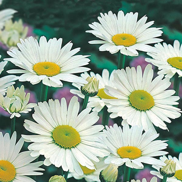 Shasta Daisy Alaska - Mr. Fothergill's Seeds