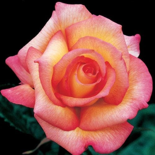 Sheila's Perfume - Weeks Rose