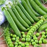 Shelling Peas Sabre - Renee's Garden