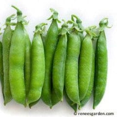 Shelling Peas Sabre - Renee's Garden