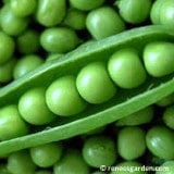 Shelling Peas Sabre - Renee's Garden