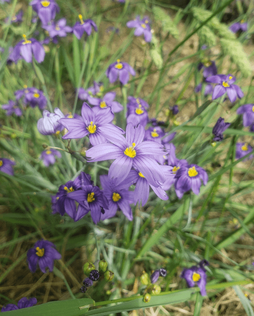 Sisyrinchium Western Blue Eyed Grass - West Coast Seeds