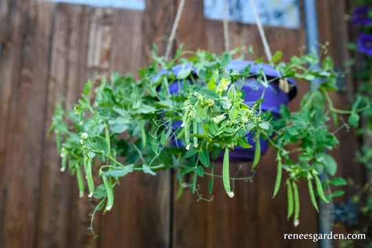 Snap Pea Snack Hero - Renee's Garden