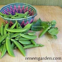 Snap Peas Little Crunch - Renee's Garden 