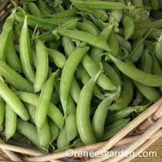 Snap Peas Magnolia Blossom - Renee's Garden Seeds