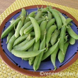 Snap Peas Magnolia Blossom - Renee's Garden Seeds