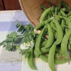 Snap Peas Super Sugar Snap - Renee's Garden