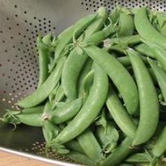 Snap Peas Super Sugar Snap - Renee's Garden