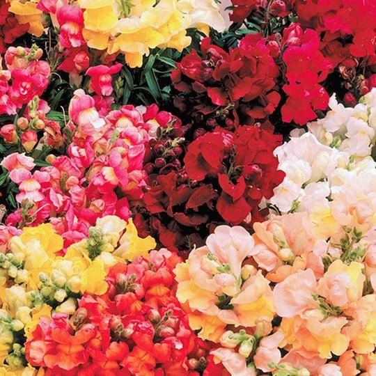 Snapdragon Mini Snap Mix - McKenzie Seeds