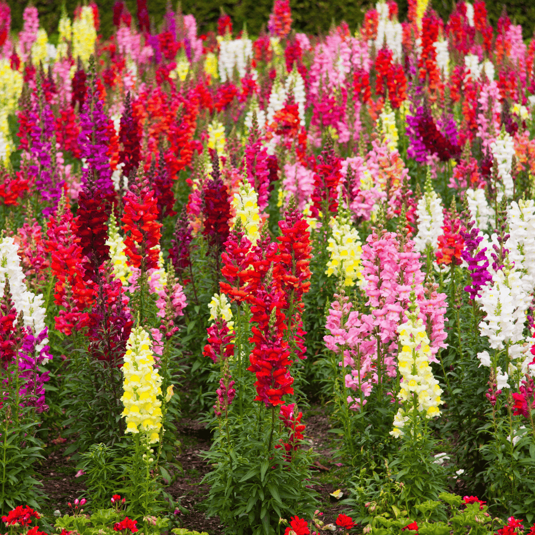 Snapdragon Panorama - Ontario Seed Company