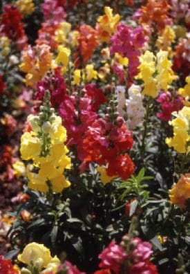 Snapdragon Panorama - Ontario Seed Company