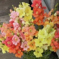 Snapdragons Chantilly - Renee's Garden Seeds