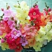 Snapdragons Chantilly - Renee's Garden Seeds