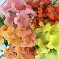 Snapdragons Chantilly - Renee's Garden Seeds