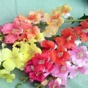 Snapdragons Chantilly - Renee's Garden Seeds