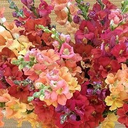 Snapdragons Chantilly Summer - Renee's Garden Seeds