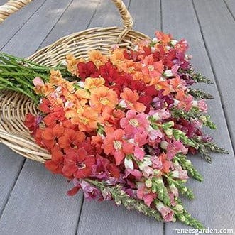 Snapdragons Chantilly Summer - Renee's Garden Seeds