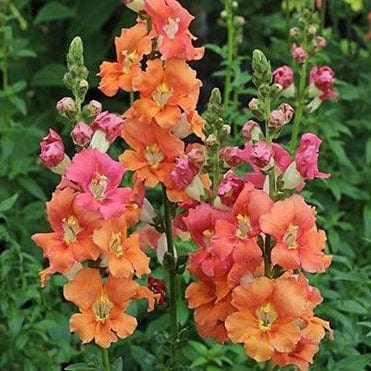 Snapdragons Chantilly Summer - Renee's Garden Seeds