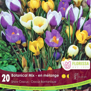 Snow Crocus Botanical Mix Yellow White Purple