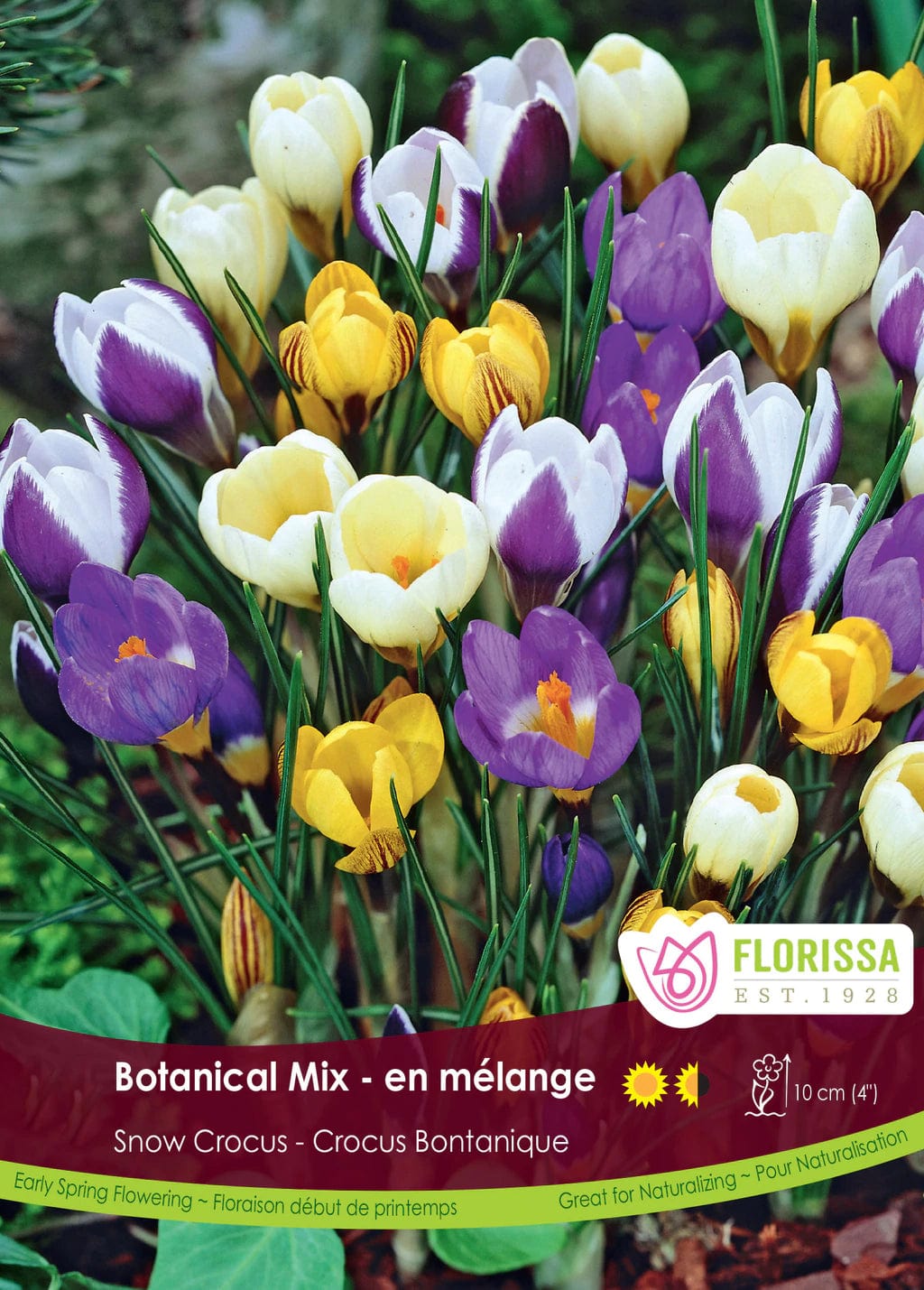 Snow Crocus - Botanical Mix, BONUS 60 Pack