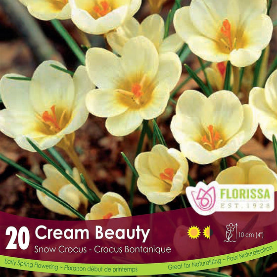 Snow Crocus - Cream Beauty, 20 Pack