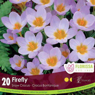 Snow Crocus - Firefly, 20 Pack