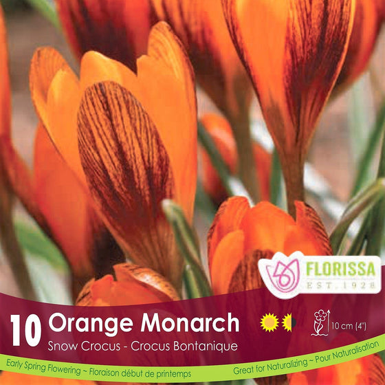 Snow Crocus - Orange Monarch, 10 Pack