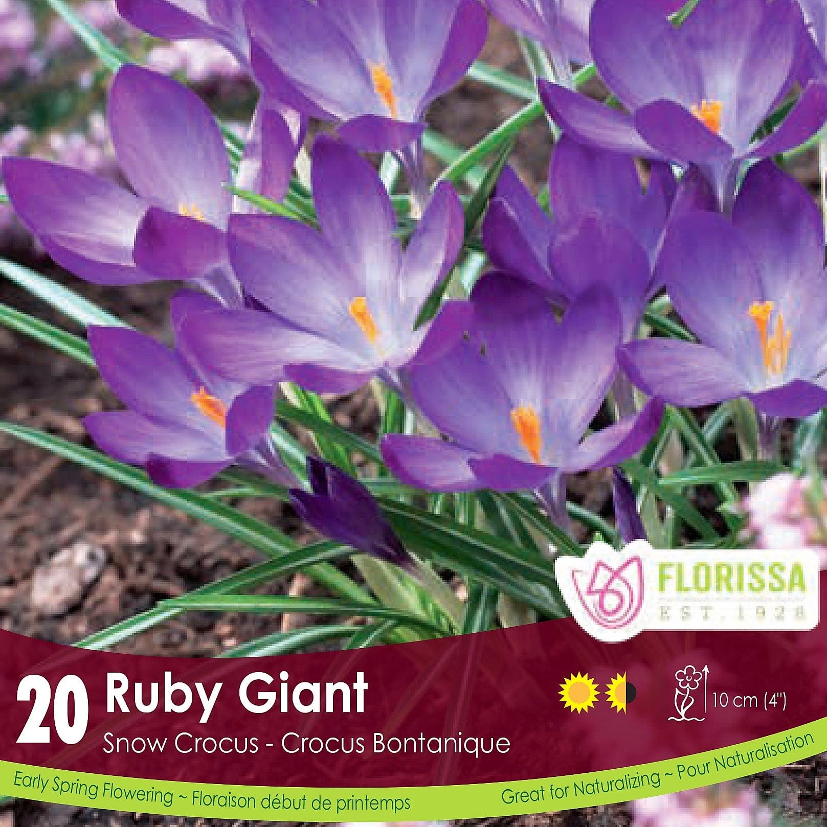 Snowcrocus Ruby Giant 