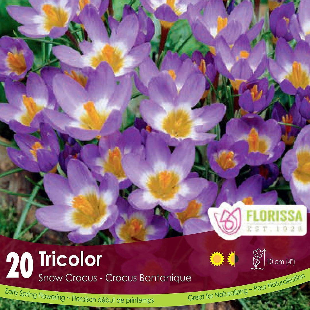 Purple, Yellow, White Snowcrocus Tricolor 