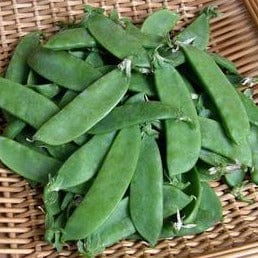 Snow Peas Oregon Sugar Pod - Renee's Garden Seeds