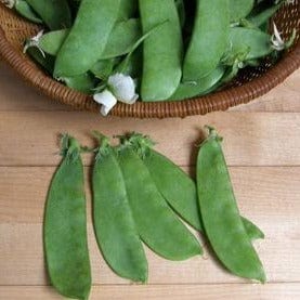 Snow Peas Oregon Sugar Pod - Renee's Garden Seeds