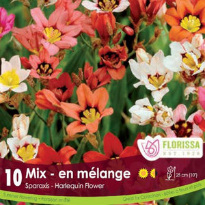 Sparaxis Mix Red, Orange, Yellow, Pink, White Spring Bulb